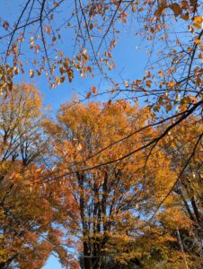 紅葉