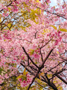 桜