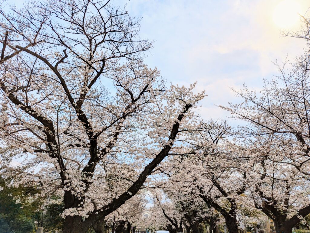 桜並木