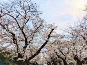 桜並木