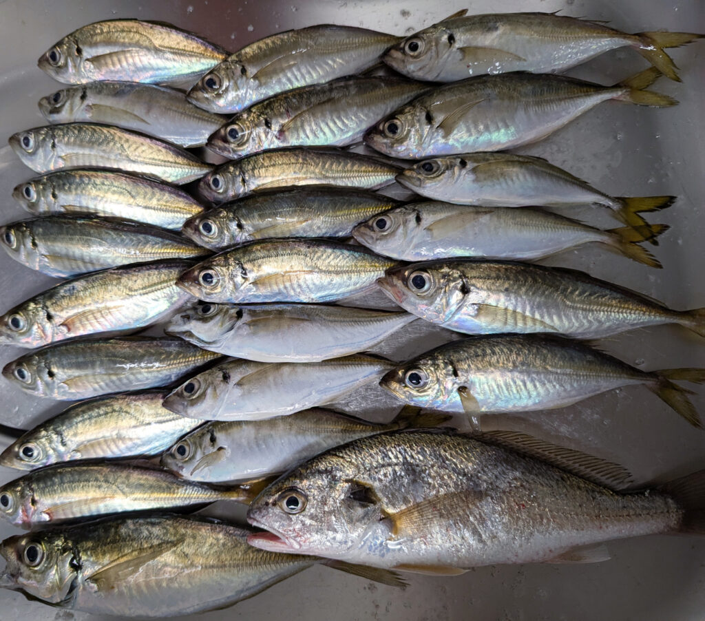 釣果