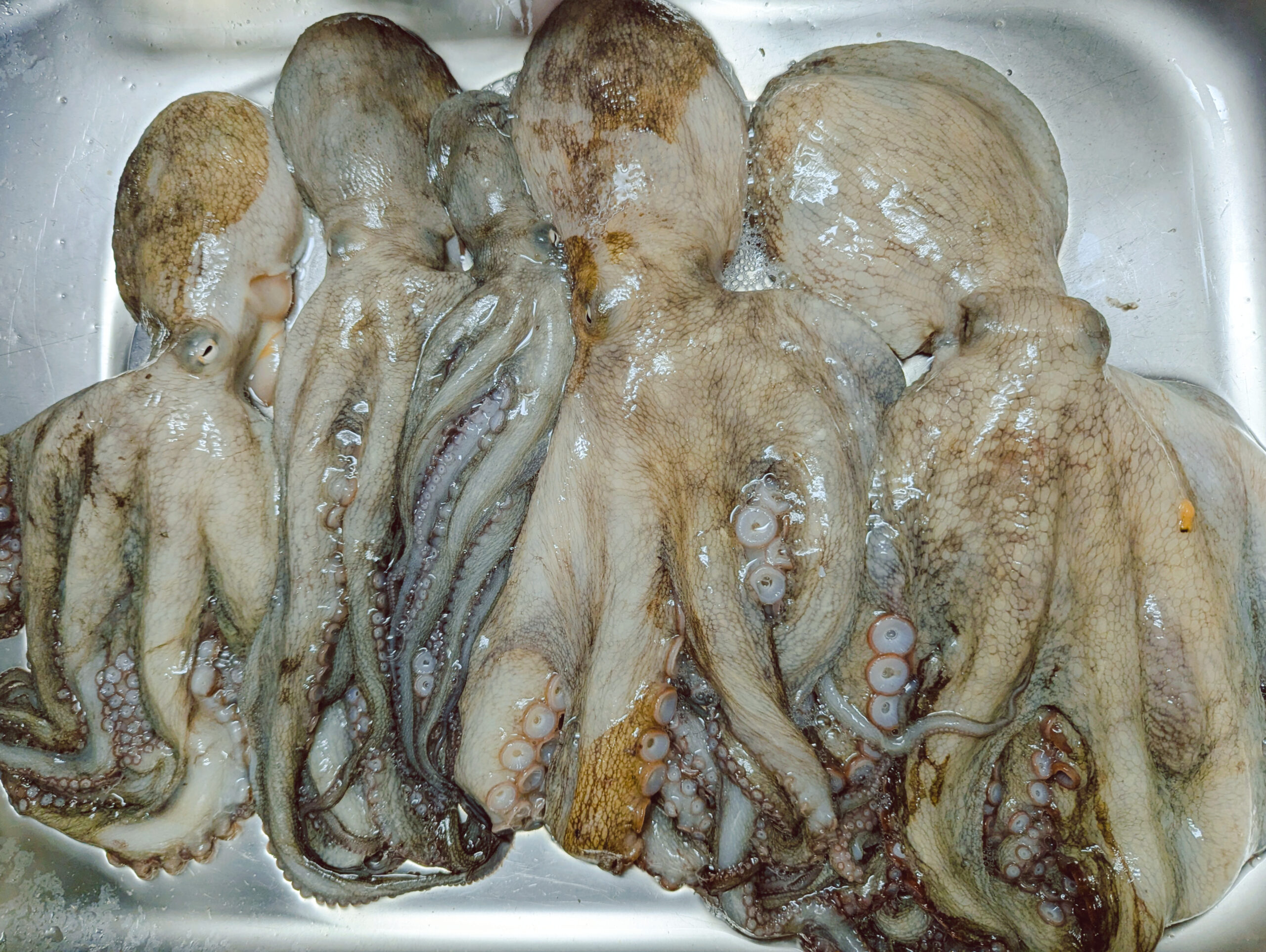 釣果