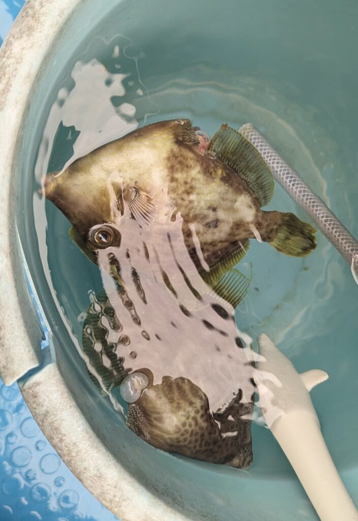 カワハギ釣り