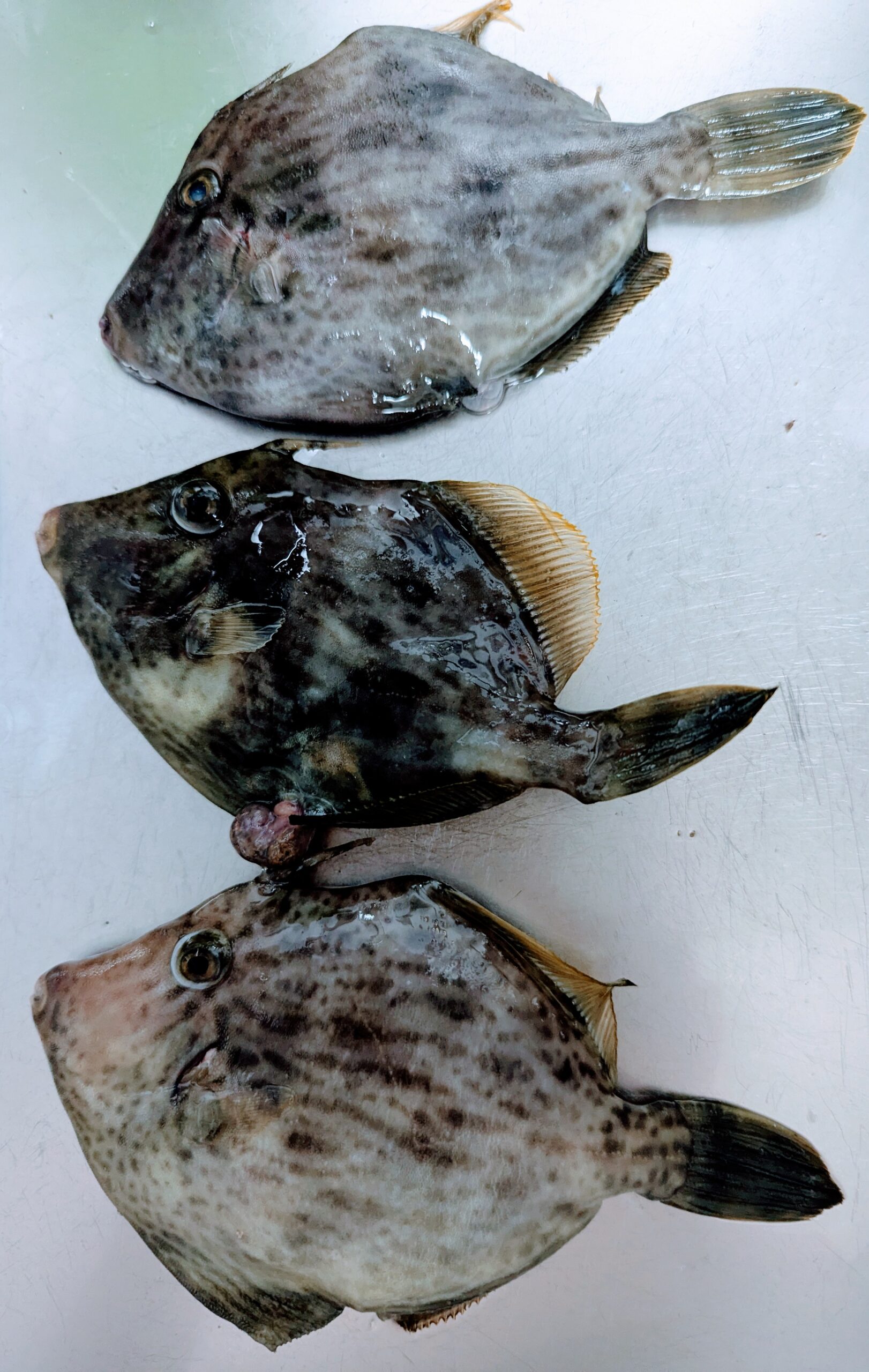 カワハギの釣果