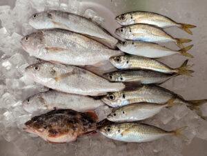釣果