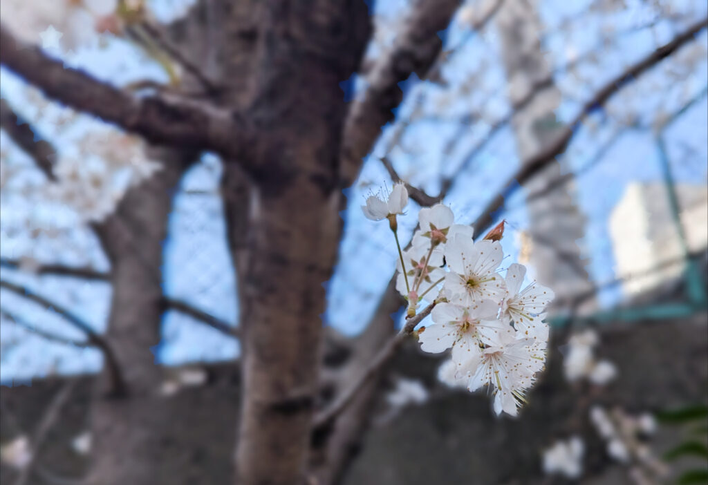 桜