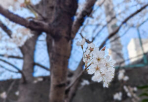 桜