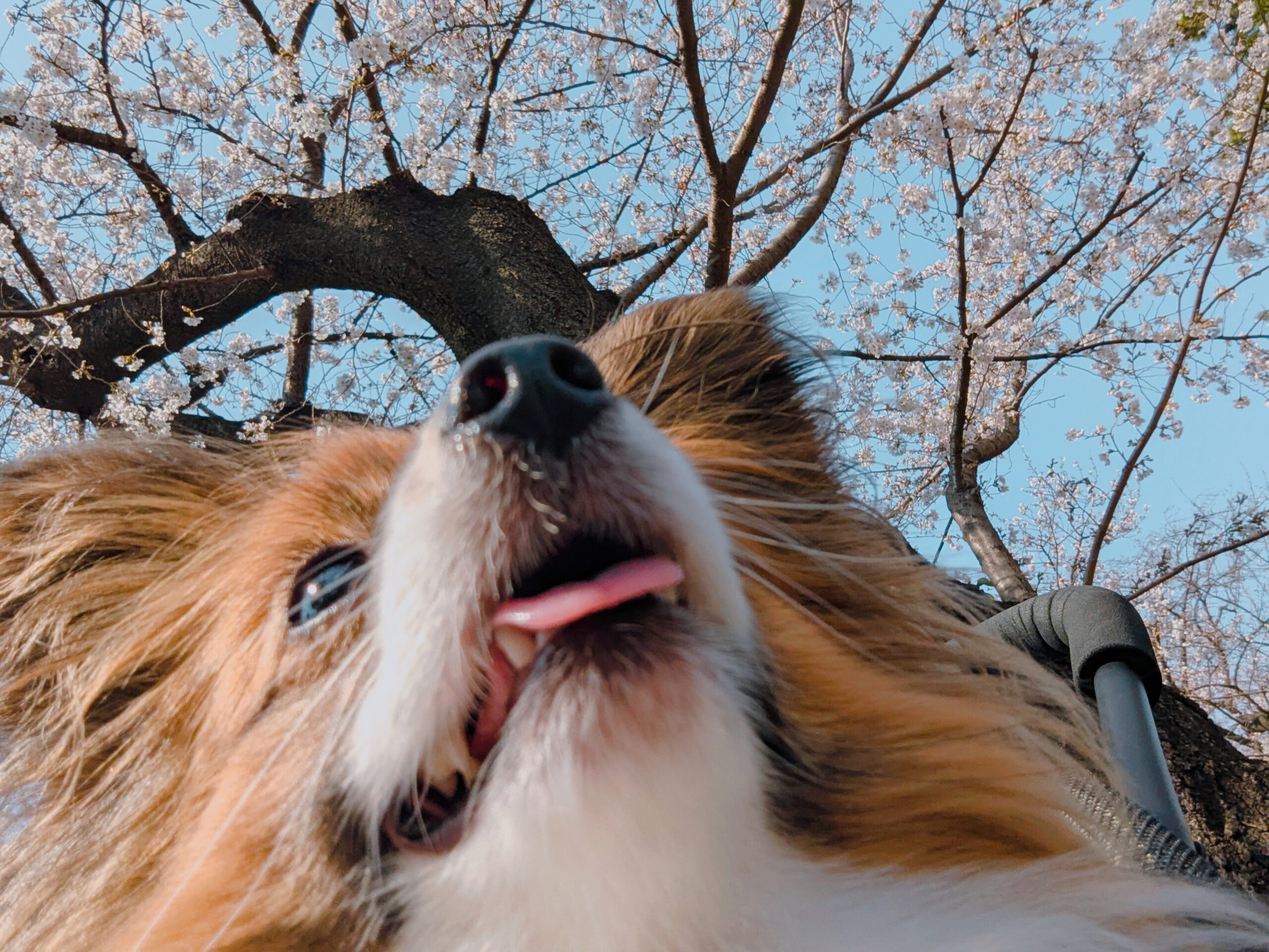 桜と犬