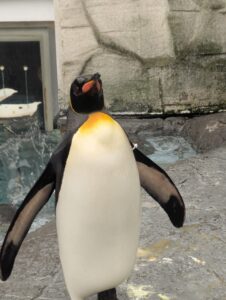 旭山動物園のペンギン